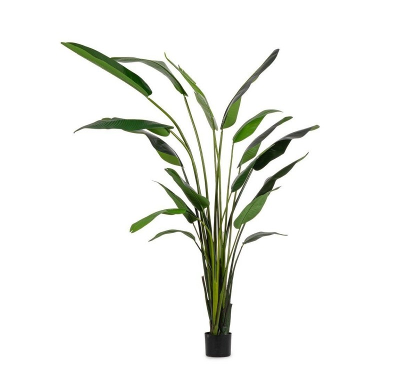 BIZZOTTO roślina dekoracyjna STRELICJA